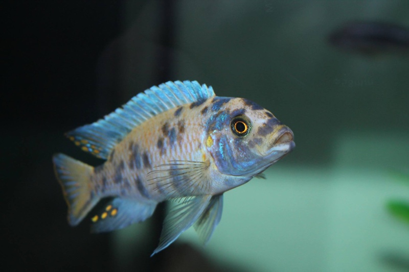 Maylandia zebra 'Likoma Island'